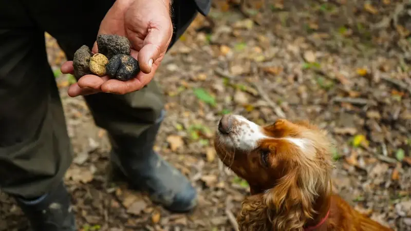 Tuscan Truffle Hunting